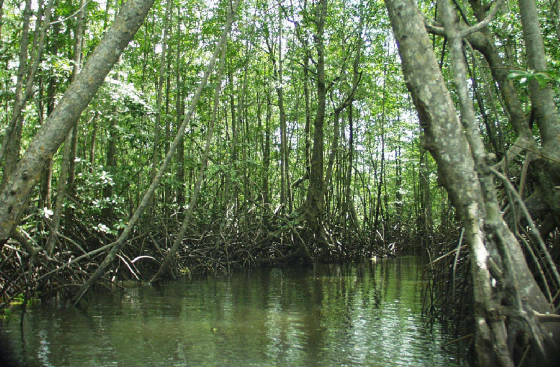 mangrove.jpg