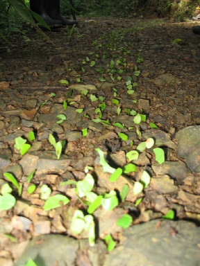 ants.jpg