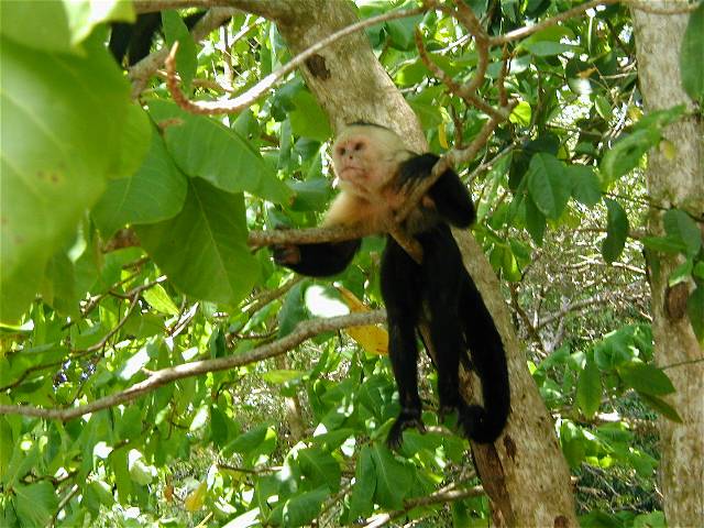 monkey.jpg