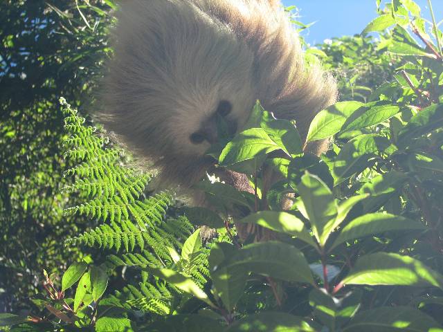 sloth.jpg